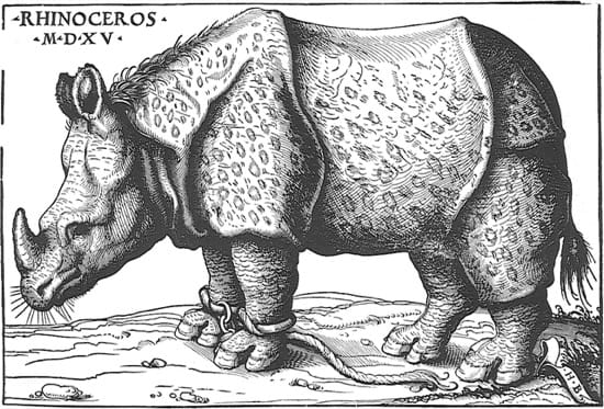 El rinoceronte de Burgkmair