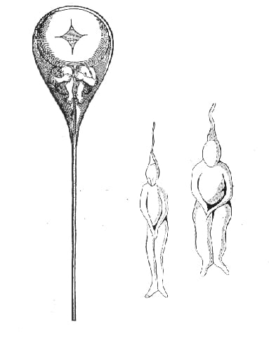 Hartsoeker, el científico que ilustró el espermatozoide con pequeñas personitas dentro