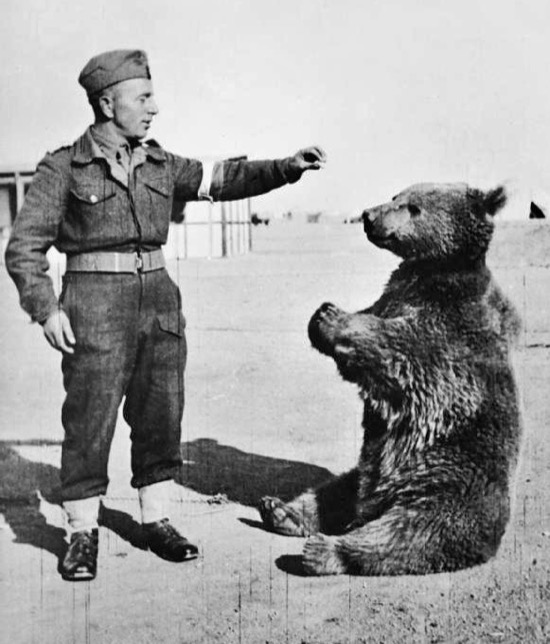 El oso que formó parte del ejército polaco