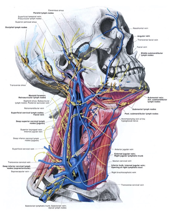 Ilustración del Atlas Pernkopf, el libro de anatomía nazi