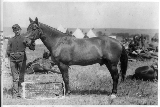 Un caballo llamado Comanche y la batalla de Little Bighorn