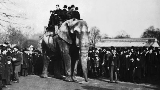 Jumbo, el elefante gigante que dio nombre a un avión y a Dumbo 2